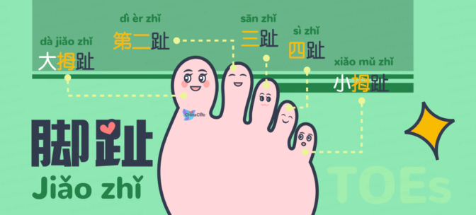 Fast Memorize Chinese Names Of Toes And Feet Parts With Brief Explanations 快速记住脚趾及脚部的中文名称